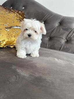 Maltanczyk maltanczyki