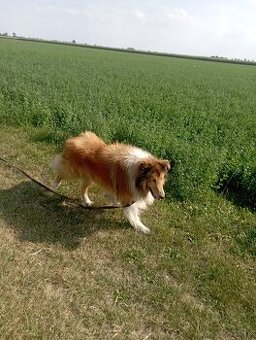 Reproduktor owczarek Szkocki