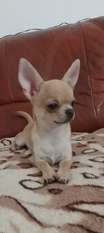 Chihuahua  ZKWP / FCI