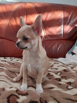 BUNIA Chihuahua  ZKWP / FCI