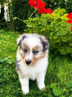 Sheltie, shetland sheepdog, owczarek szetlandzki, piesek
