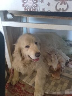 Golden retriever