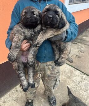 Szczenięta Owczarka Kaukaskiego