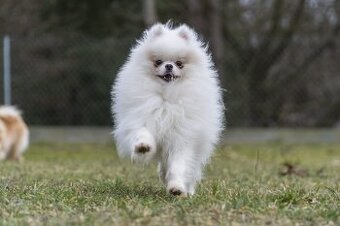 Biały Pomeranian 6 lata – krycie zarejestrowane w OSPiKRP