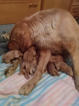 Golden retriever