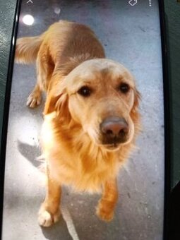 Golden retriever reproduktor