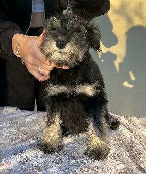 Suczka sznaucer miniaturowy