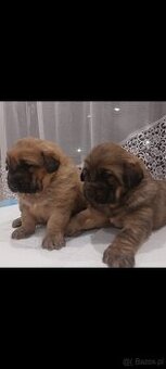 Na sprzedaż 2 szczenięta rasy Owczarek Mongolski Bankhar,