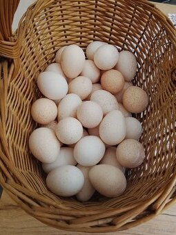 jaja indycze do wylęgu