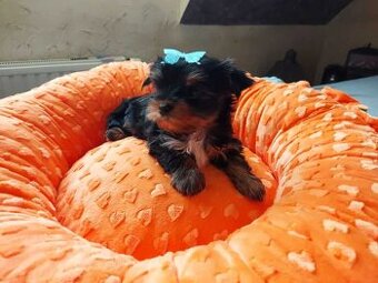 York Yorkshire Terrier Biewer Black Tan