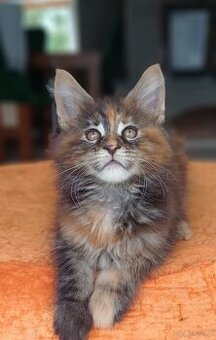 Maine Coon kotka rodowód fpl
