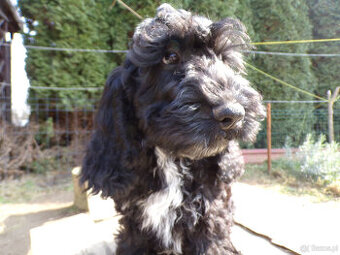 Cockapoo F1, ostatni piesek, czarny
