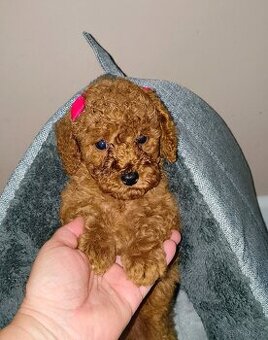 Pudel miniaturowy red