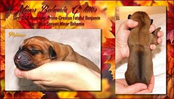 Rhodesian ridgeback- fenka s PP