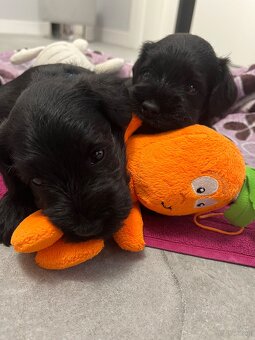 Sznaucer Miniaturowy