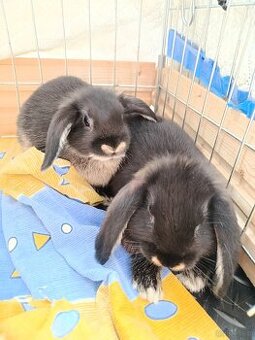 Króliczki mini lop miniaturka baranek