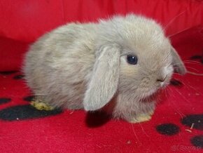 Beżowe króliki mini lop - 1
