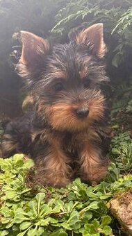 Suczka rasy australijski silky terrier – Dirké