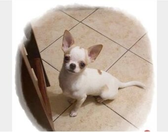 Chihuahua,Cziłała odchowany biały piesek