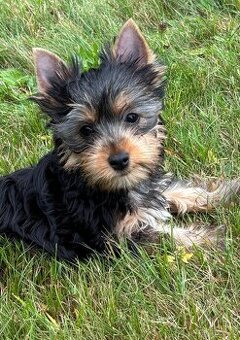 Szczeniak rasy australijski silky terrier – Daphné