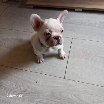 Buldog Francuski