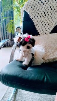 Malshi maleńkie szczęście