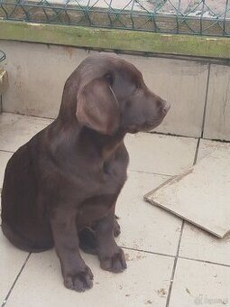 Labrador retriever czekoladowy rodowodowy FCI