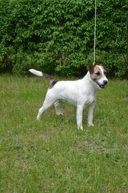 Parson Russell Terrier- reproduktor (oferta krycia)