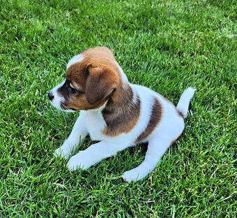 Jack Russell Terrier z rodowodem FCI