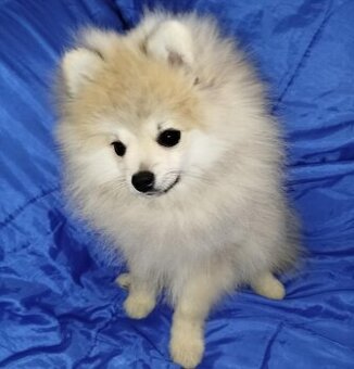 Szpic miniaturowy pomeranian