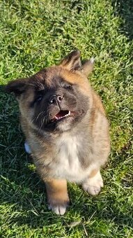 Amerykańska akita z PP