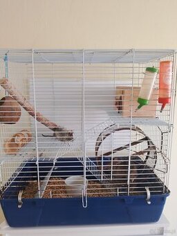 Sprzedam koszatniczki