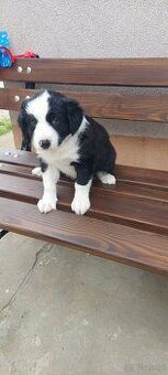 Border collie szczeniaki