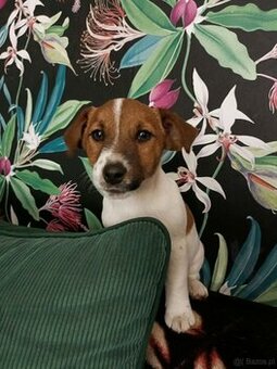 Wzorcowy gładki Jack Russell rodzice FCI
