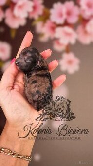 Pudel Miniaturowy piesek Merle Badania genetyczne