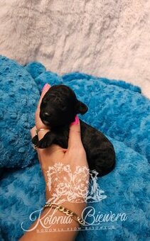 Pudel Miniaturowy sunia i piesek czarny adania genetyczne