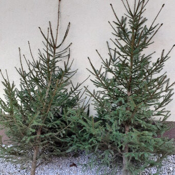 CHOINKI Ładne świerki i jodły cięte
