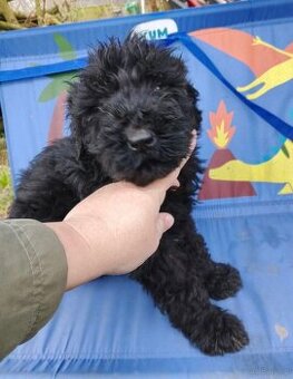 Sprzedam suczkę terier rosyjski czarna