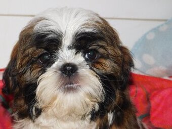 Cudna sunia shih tzu