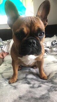 Buldog francuski suczka