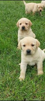 Szczeniaki Labrador