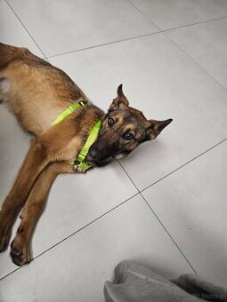 Owczarek belgijski suka 8 miesiecy