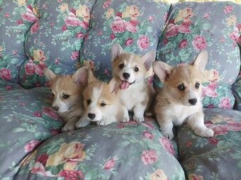 Suczka welsh corgi pembroke ZKwP FCI