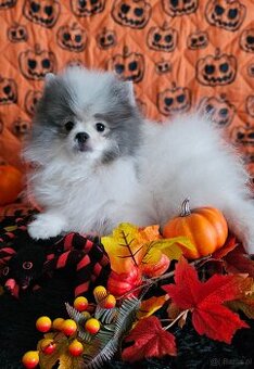 Szpic Miniaturowy/Pomeranian dla Konsenera Blue&white