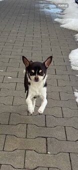 Pies czekoladowy Chihuahua