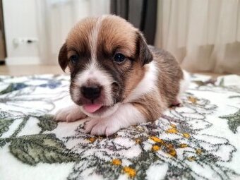 Ceylon Jack Russell Terrier FCI