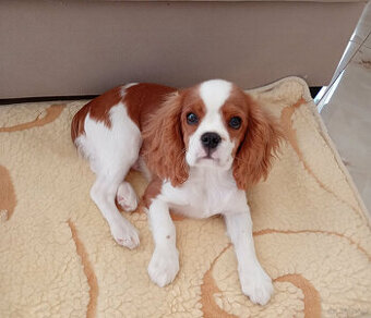 Cavalier King Charles Spaniel FCI (ZKwP) piesek