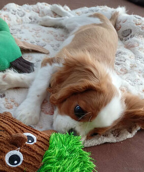 Cavalier King Charles Spaniel FCI (ZKwP) piesek