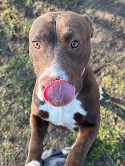 Suczka 1,5 roczna pitbull