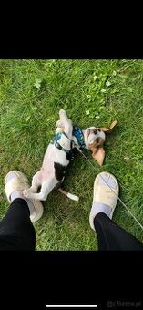 Pies Szczeniak Rasowy Beagle